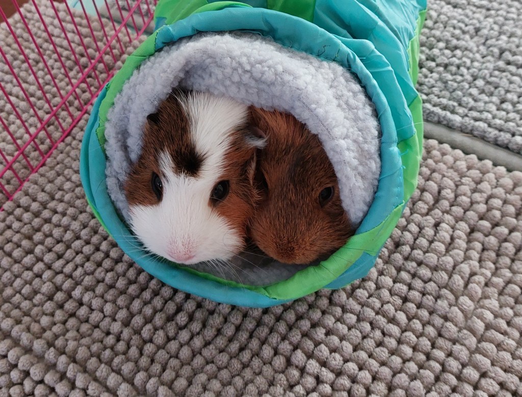 "Wie - Ihr wollt uns allein lassen???"